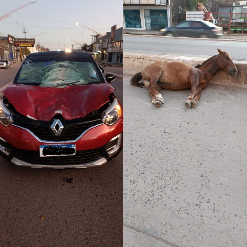 Resistencia choque entre un auto y un caballo en plena Avenida Alvear