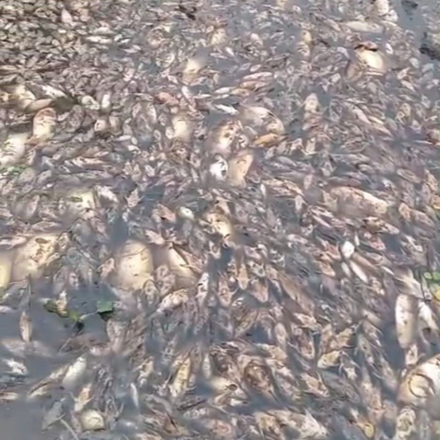 PREOCUPACI&Oacute;N POR LA MORTANDAD DE PECES EN EL RIO SALADO 