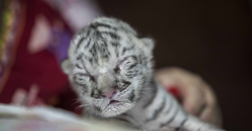 Por primera vez nace una tigresa blanca en cautiverio en América Central