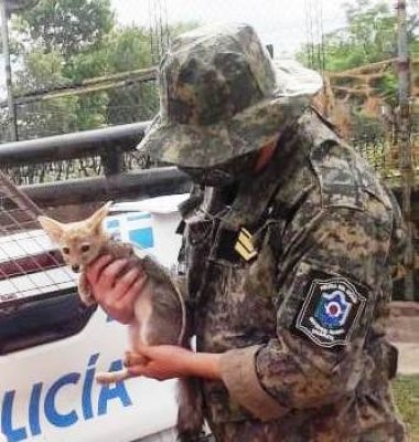 Concepción Del Bermejo: rurales rescatan un zorro gris que vivía en cautiverio