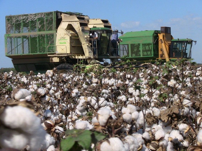 La inscripción obligatoria para comercializadores e industrializadores de algodón sigue hasta el 28 de febrero