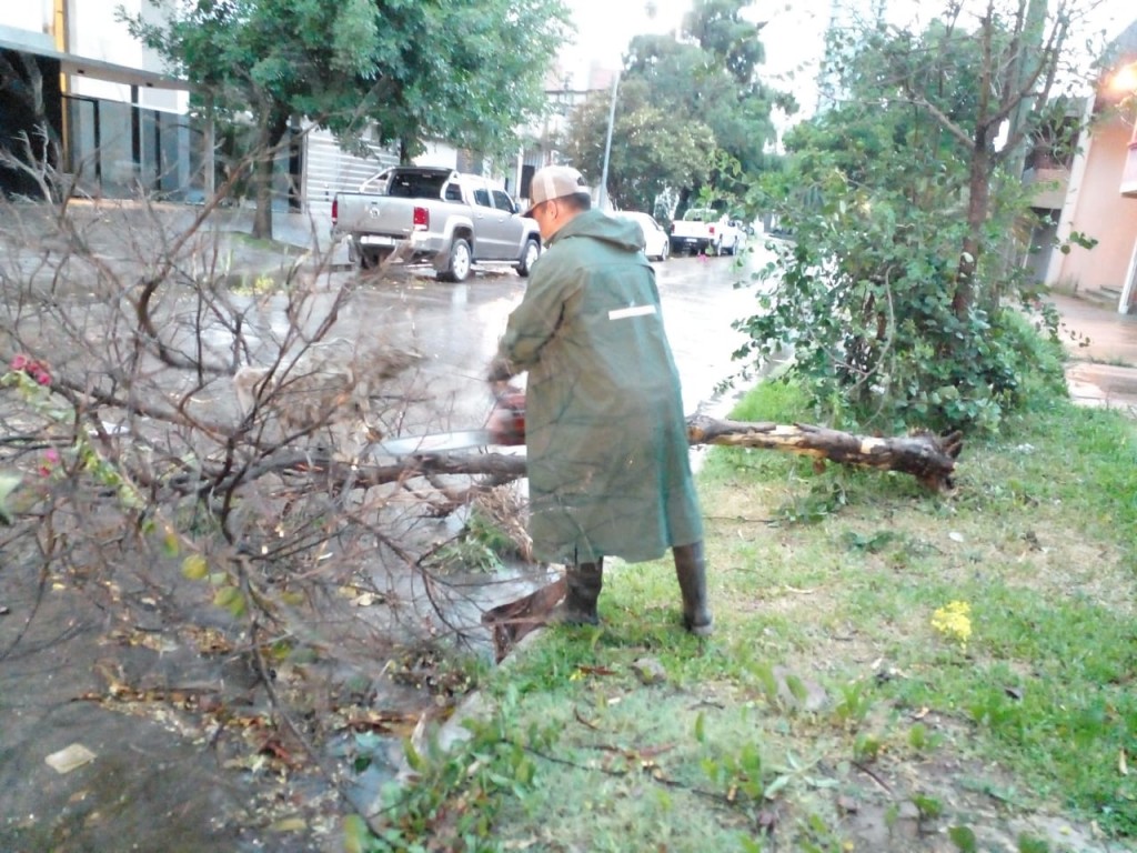 El Municipio trabaja en distintos frentes por el temporal: hubo caída de árboles y no se registraron anegamientos