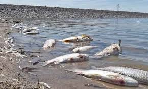APA afirmó que la mortandad de peces es producto de la alteración de los ríos