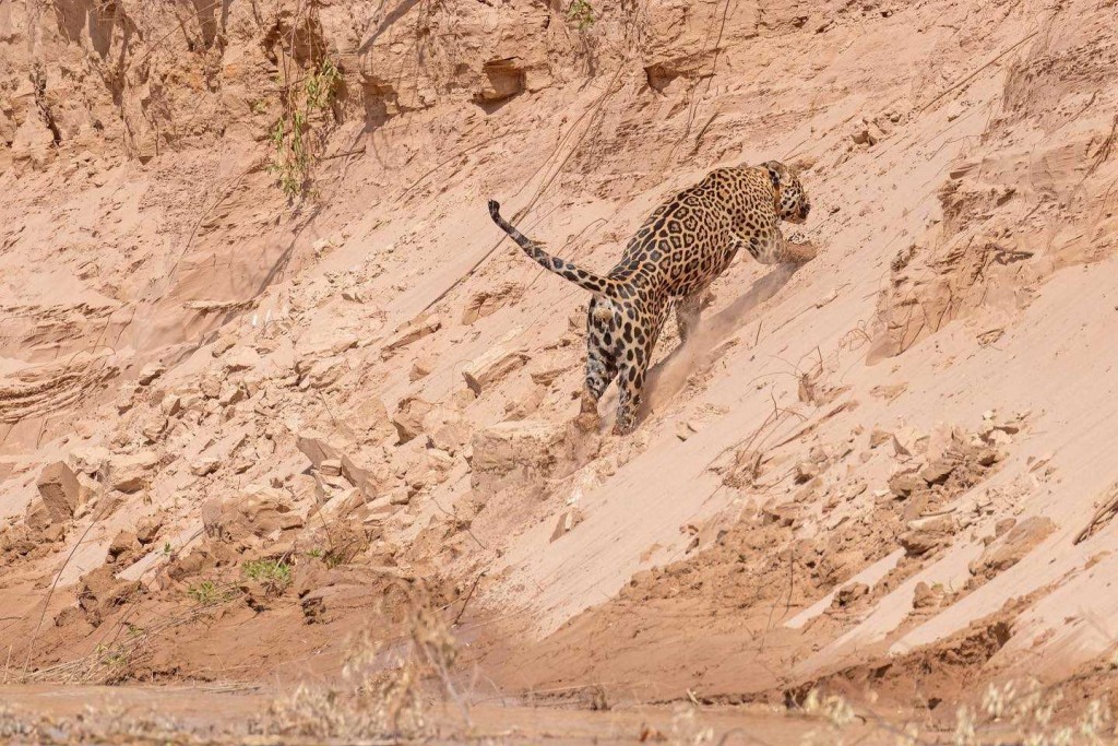 Un equipo de Rewilding logró casi un imposible: el avistaje de Qaramta en las márgenes del Bermejo
