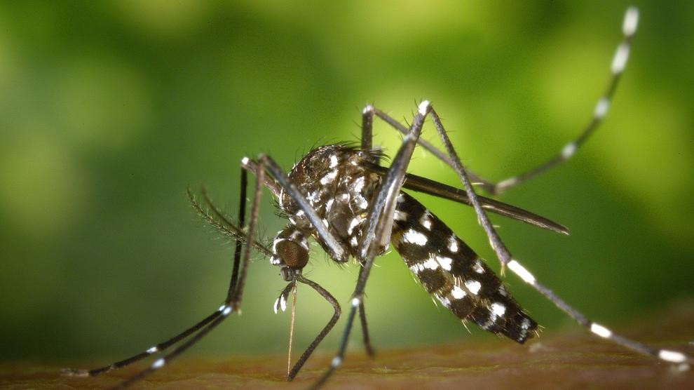 Dengue: fuerte aumento de casos en la Argentina