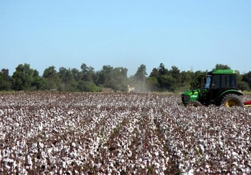 Campaña algodonera: más de 415 millones fueron entregados a los productores este martes