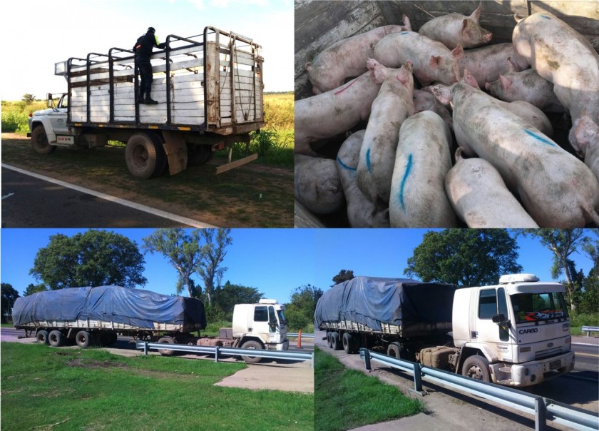 CAMINERA DETECTA TRANSPORTES ILEGALES DE PORCINOS Y DE CARBÓN ILEGALES