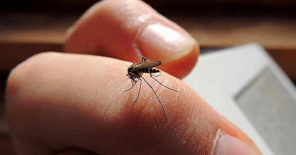 Confirmaron 39 casos positivos de dengue en Iguazú