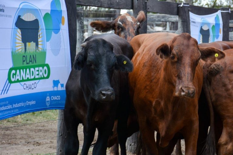 Mañana en Plaza, segundo Remate Ganadero del año organizado por el Ministerio de Producción