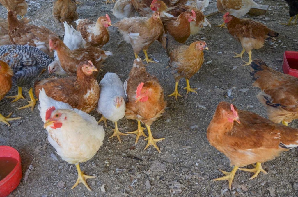 Confirman el segundo caso de influenza aviar en el Chaco