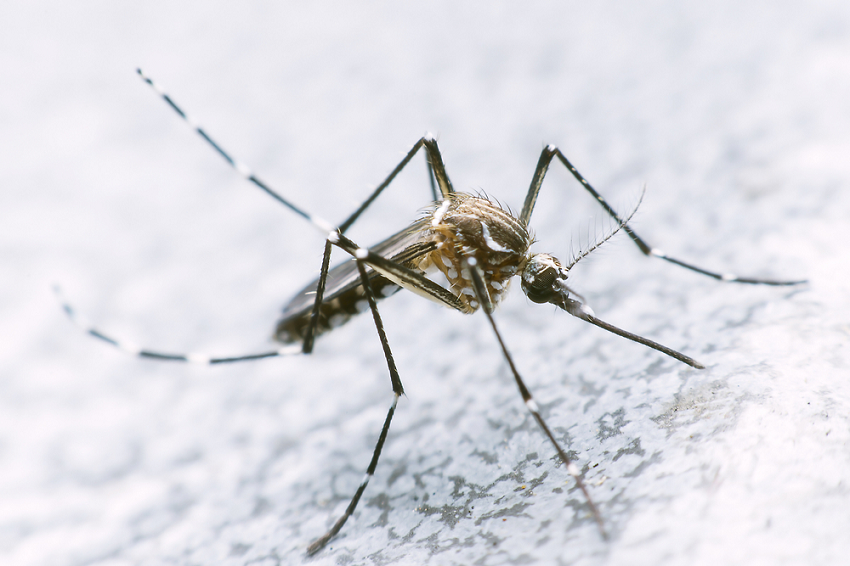 La filial Chaco de la Sociedad Argentina de Pediatría mostró su preocupación por el aumento de casos de Dengue