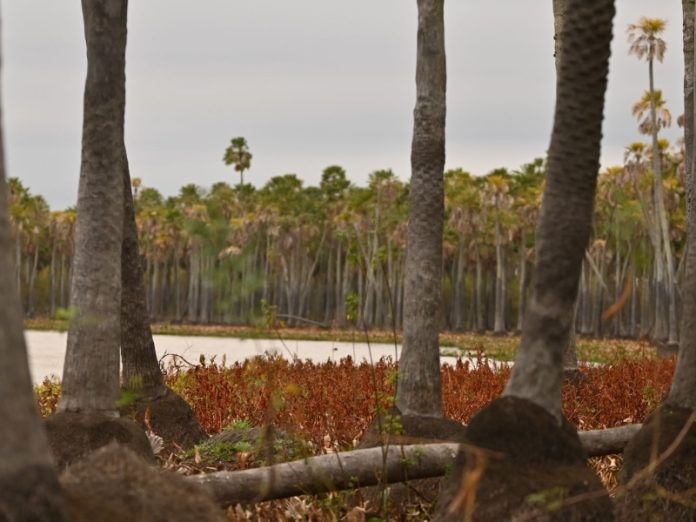 El Congreso de la Nación aprobó la creación de la reserva “Laguna El Palmar” y Chaco ya tiene su tercer Parque Nacional