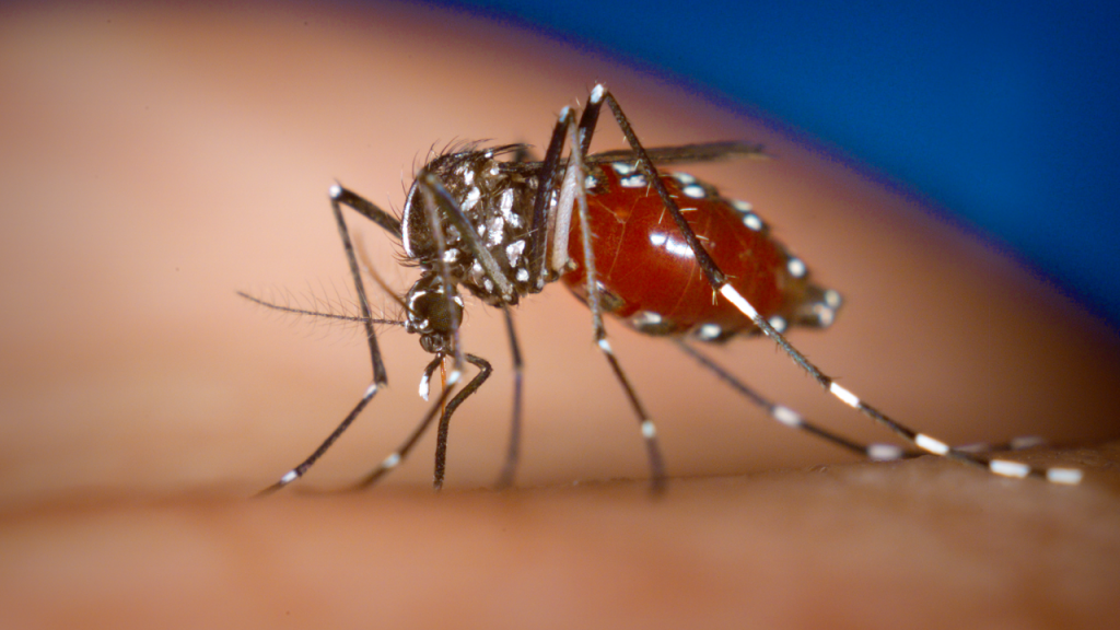 Dengue: reiteran las recomendaciones para su prevención