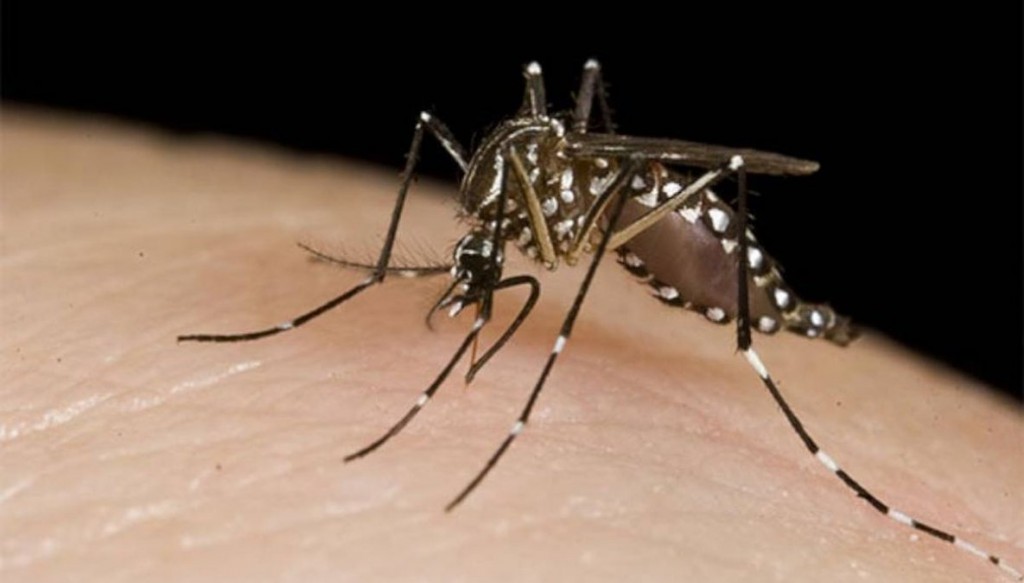 Chaco: hay 117 casos positivos de dengue y 80 se encuentran en estudio