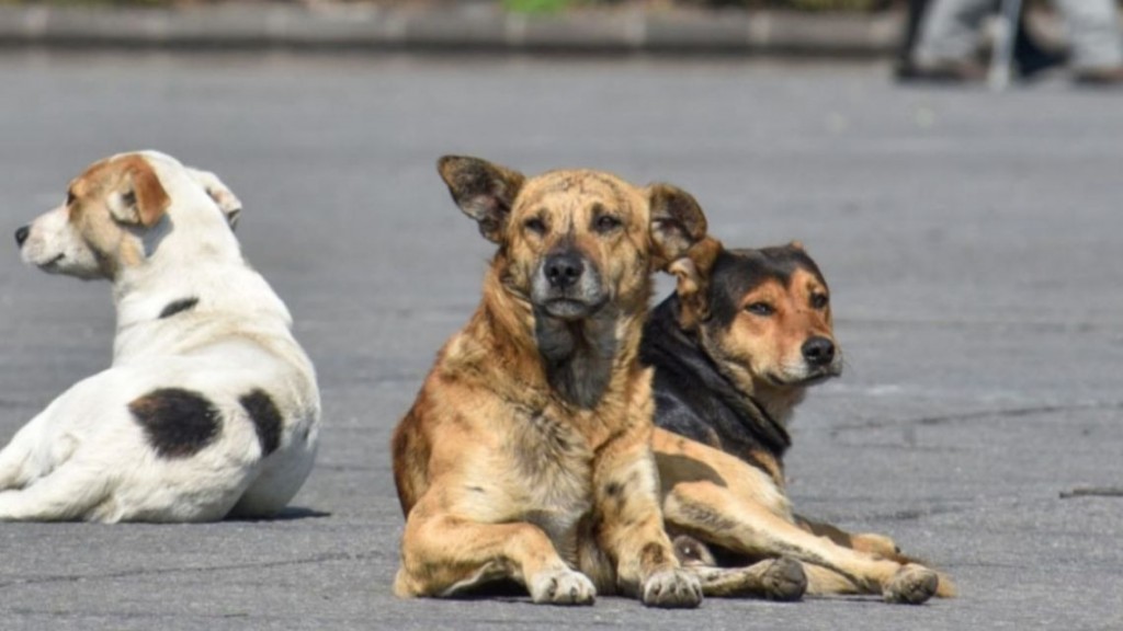 Horror en Corrientes: al menos 100 perros murieron por envenenamiento