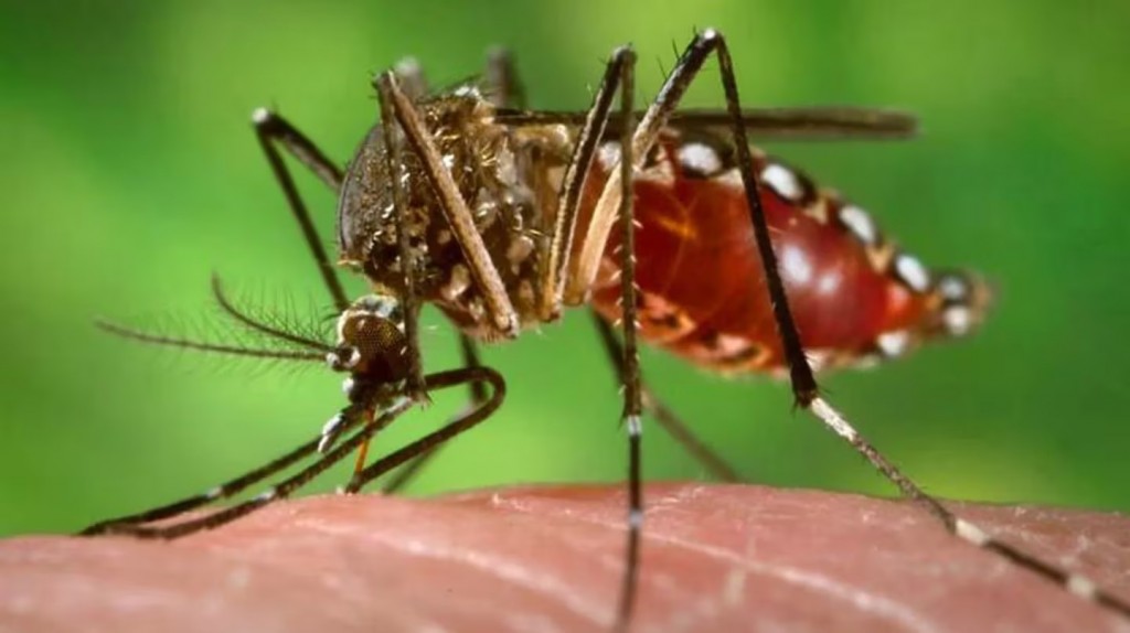 En pleno brote histórico de dengue, el Gobierno reúne a los ministros de Salud de todas las provincias