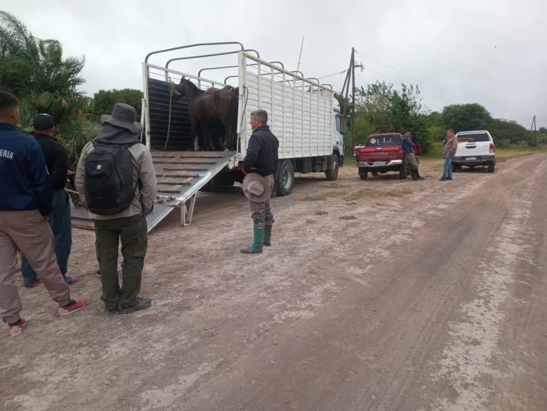 Secuestraron más de 100 bovinos vinculados a la detención de Osuna por abigeato