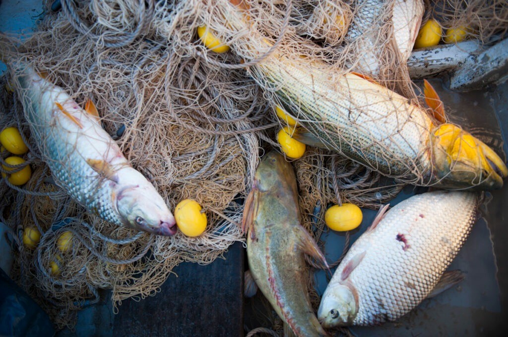 Chaco y Corrientes, con nueva disposición para la pesca en el río Paraná