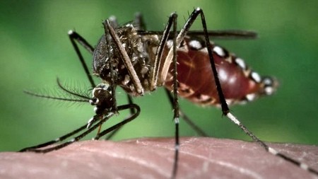 Chaco: Salud Pública informa 142 casos positivos de dengue y 90 en estudio