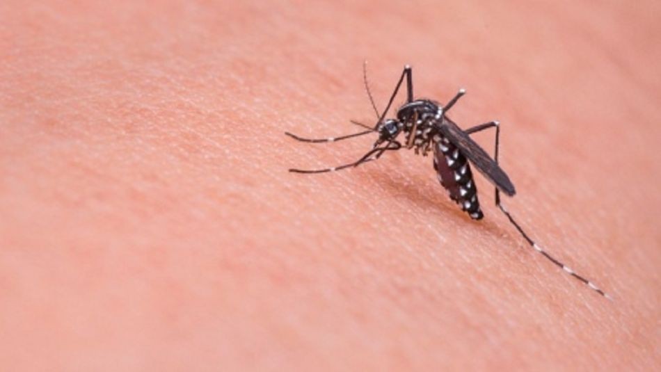 Dengue en Chaco: 165 casos positivos y 79 se encuentran en estudio