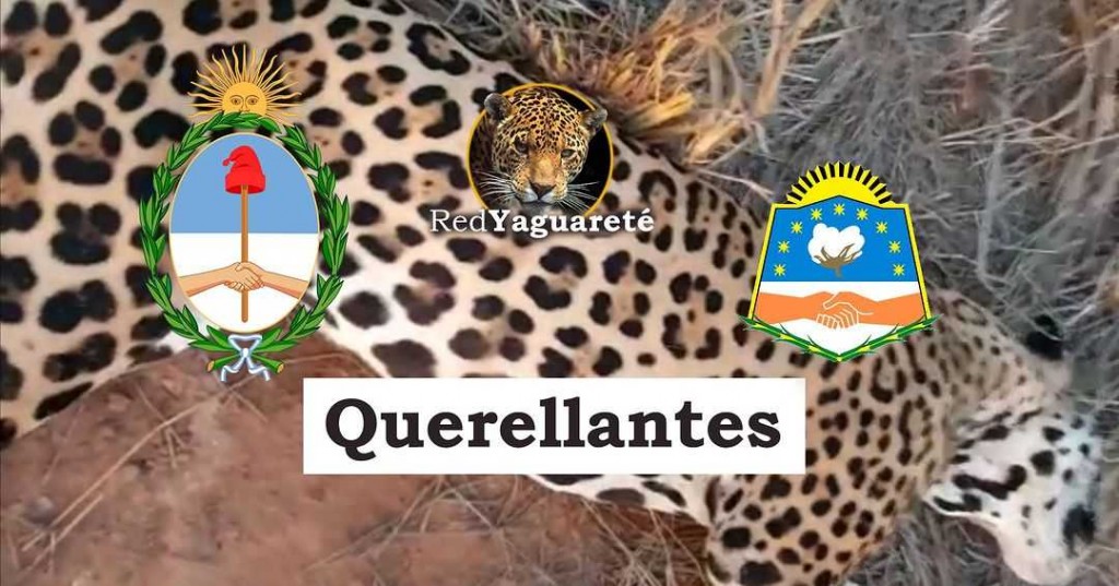 Una provincia, la Nación y una ONG unidas para lograr la condena a un cazador de yaguareté
