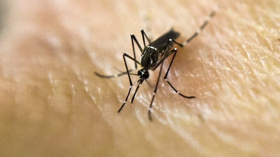 Chaco registra 1060 casos de Dengue acumulados