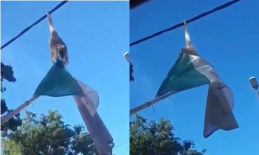 Video Un mono se colg de un cable de luz para robarse la bandera