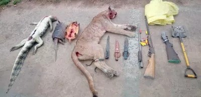 Acompañados de un niño, cazaron a un puma y un yacaré