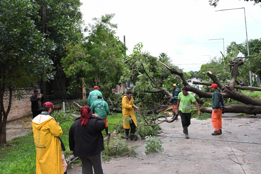 LA MUNICIPALIDAD DE RESISTENCIA REMOVI&Oacute; &Aacute;RBOLES VOLTEADOS POR EL TEMPORAL