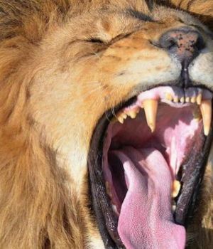 León le arrancó el cuero cabelludo a nena que quiso tocarle los cachorros