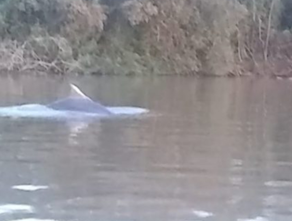 Sorpresa en el río Paraná: encontraron a un delfín y lo grabaron
