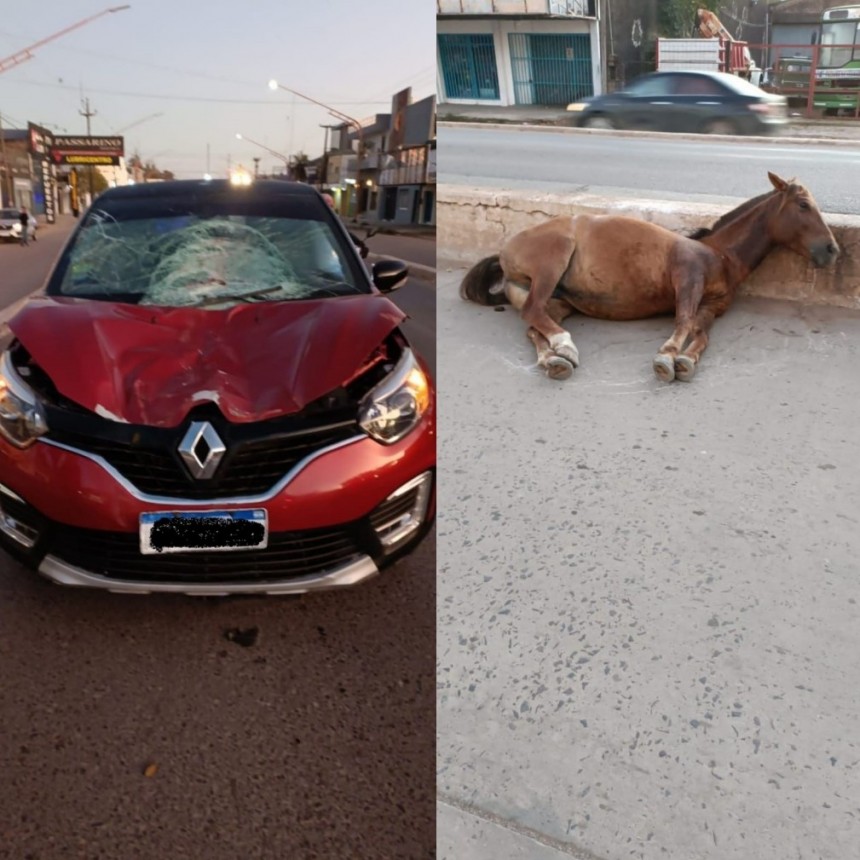  Resistencia: choque entre un auto y un caballo en plena Avenida Alvear