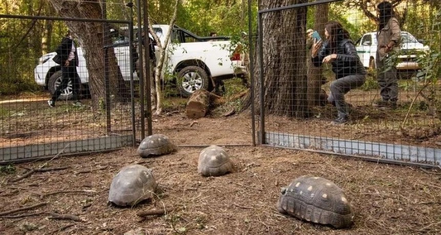 Liberan en El Impenetrable a 10 ejemplares de tortugas yabotí