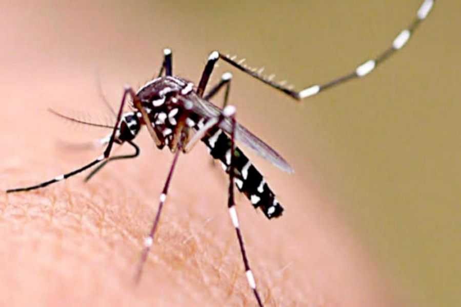 Hasta hoy se registran 3.499 casos positivos de dengue en el Chaco