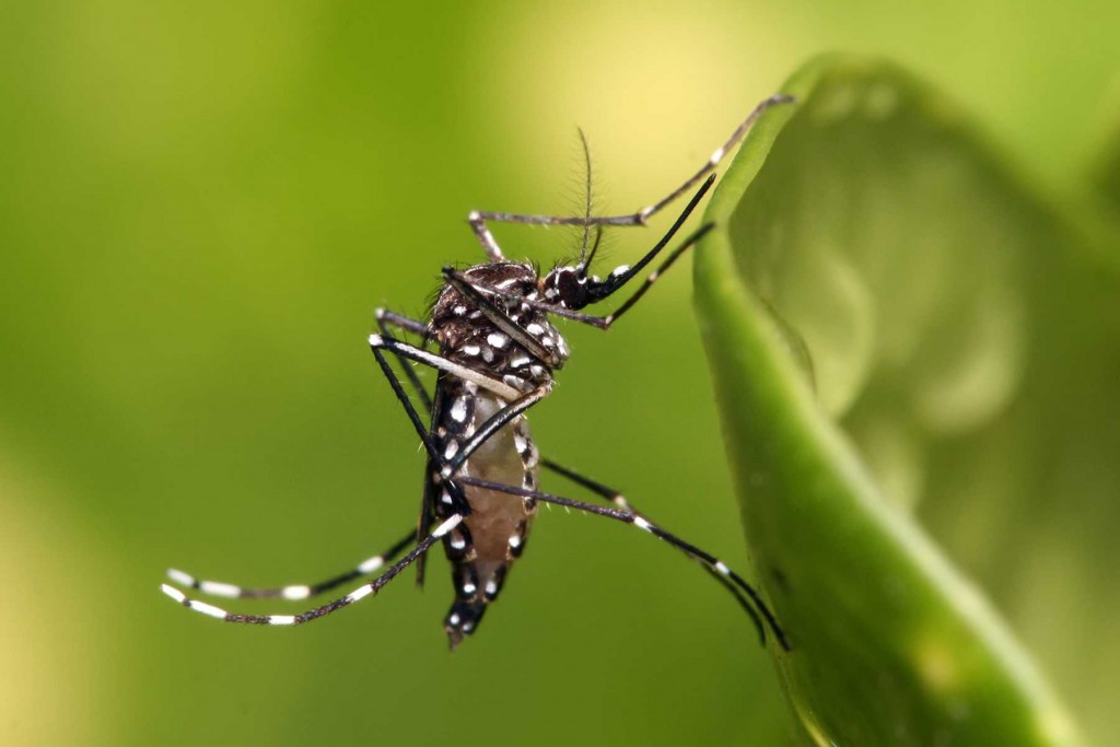Por cuarta semana consecutiva se registró un descenso en la curva de casos de dengue