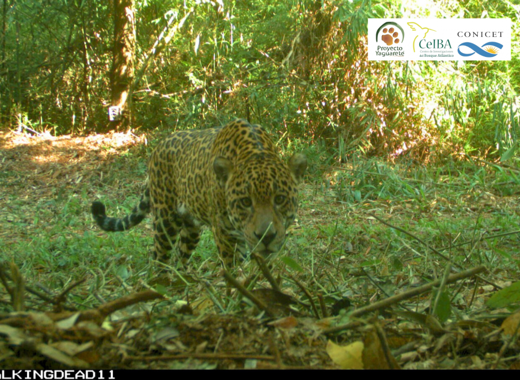 Medida preventiva en el Parque Nacional Iguazú tras detectar a un yaguareté cerca de una ruta