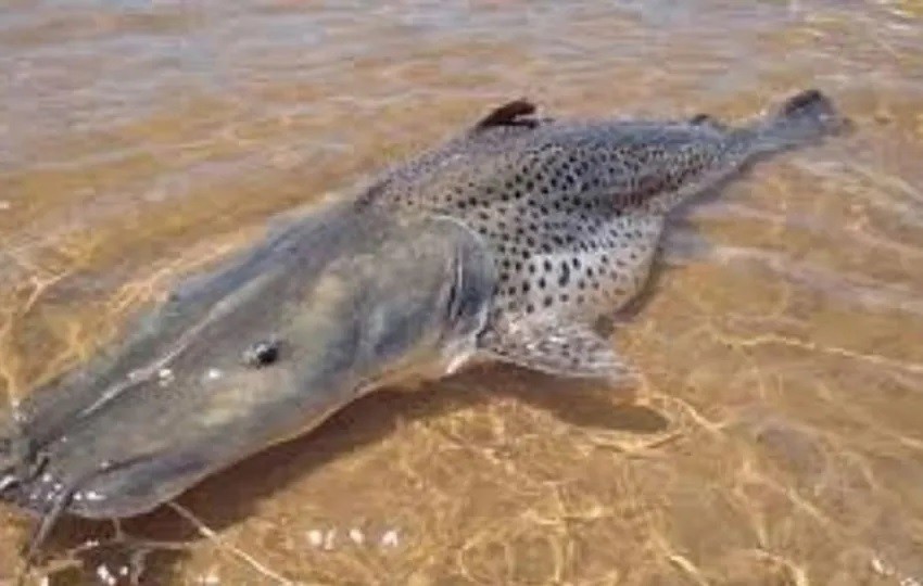 Pescadores misioneros atraparon un enorme surubí de 65 kilos en Corrientes