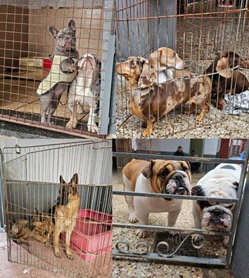 Rescataron perros y loros valuados en $13,5 millones en un operativo en Villa Urquiza