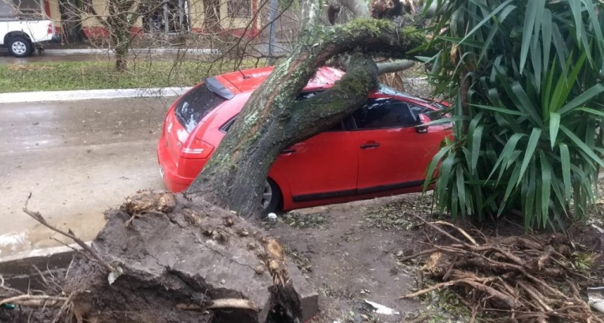 El municipio aclara sobre la caída de árbol en avenida Italia