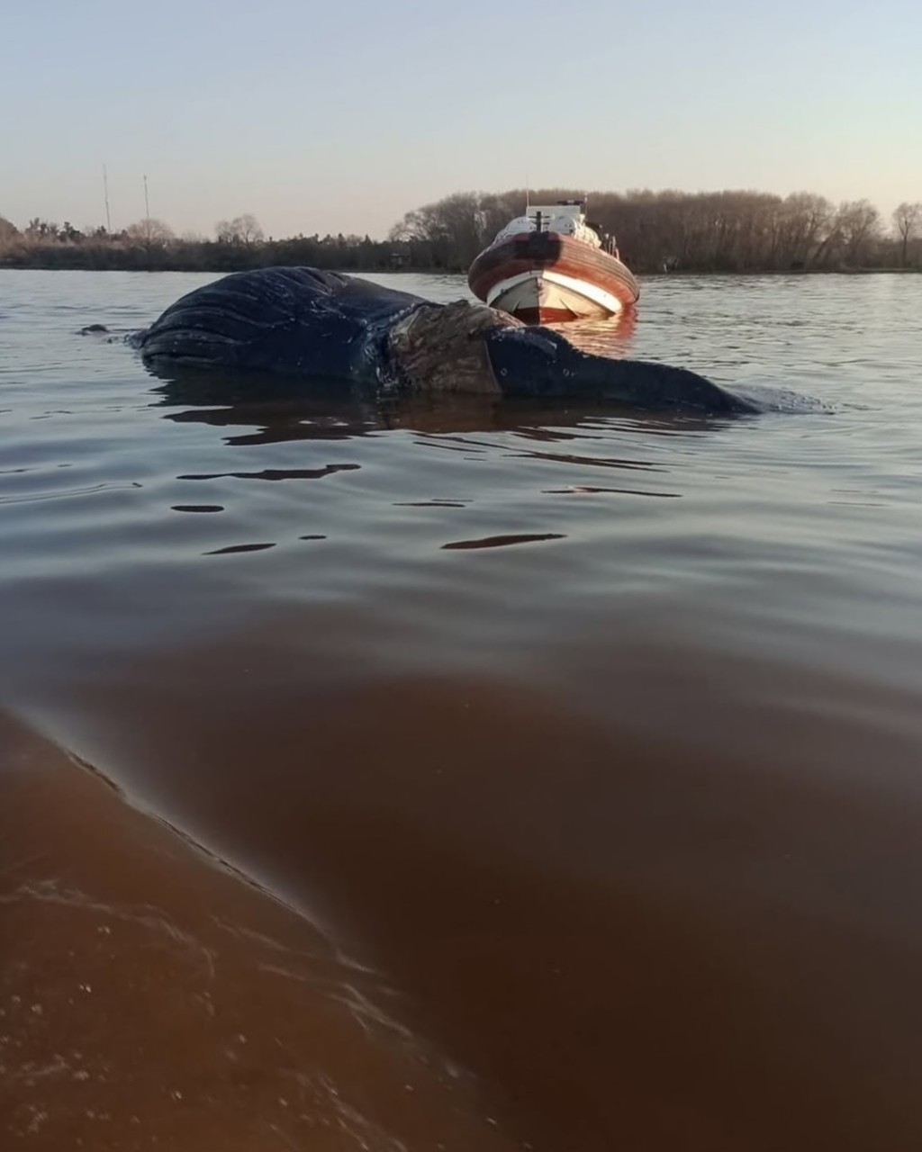 Encontraron otra ballena muerta: su cuerpo apareció debajo del puente de Zárate 