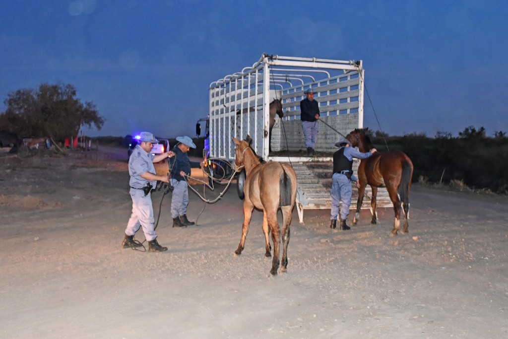 EL MUNICIPIO Y LA POLIC&Iacute;A INCAUTARON TRES CABALLOS SUELTOS EN LA V&Iacute;A P&Uacute;BLICA 