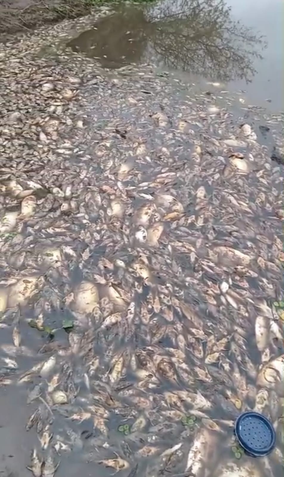 PREOCUPACI&Oacute;N POR LA MORTANDAD DE PECES EN EL RIO SALADO 