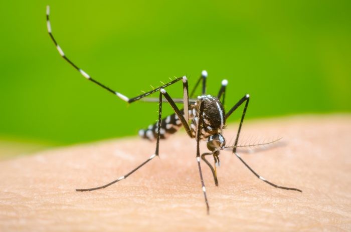 Se registraron siete casos positivos de Dengue en la última semana