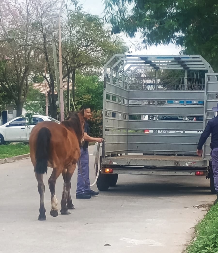 CABALLOS SUELTOS: POR M&Aacute;S QUE EST&Eacute;N ATADOS, INFRINGEN LA NORMATIVA VIGENTE
