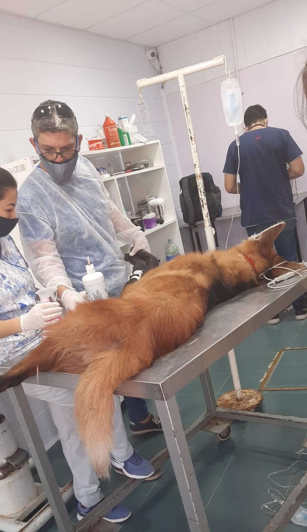 Aguará Guazú: Lo Trasladan al Complejo Ecológico de Sáenz Peña donde despertará para su recuperación