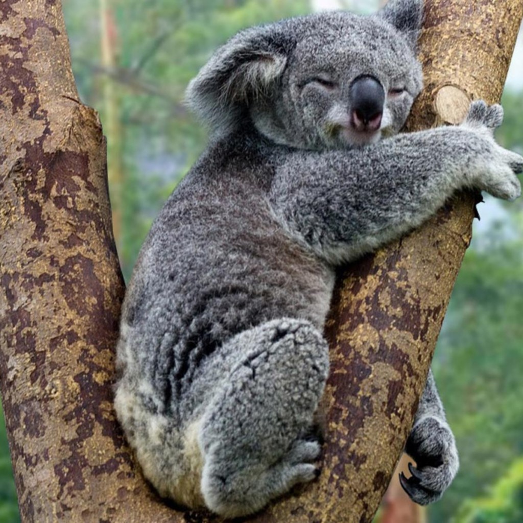 Declaran funcionalmente extinto al koala, la población va en grave descenso