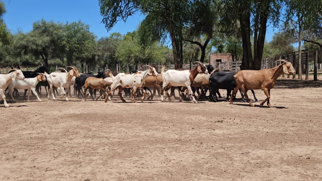 EL GOBIERNO PROVINCIAL FORTALECE A LOS PEQUEÑOS PRODUCTORES CON ASISTENCIA TÉCNICA Y DESARROLLO TERRITORIAL