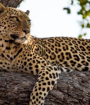 Leopardo entró en una casa, raptó a un nene y se lo comió en la selva