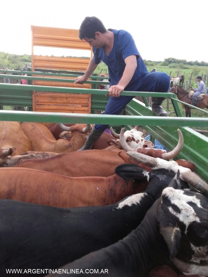 MEDIANTE EL INTENSO TRABAJO DE LA POLICÍA RURAL LOGRARON RECUPERAR ANIMALES ROBADOS
