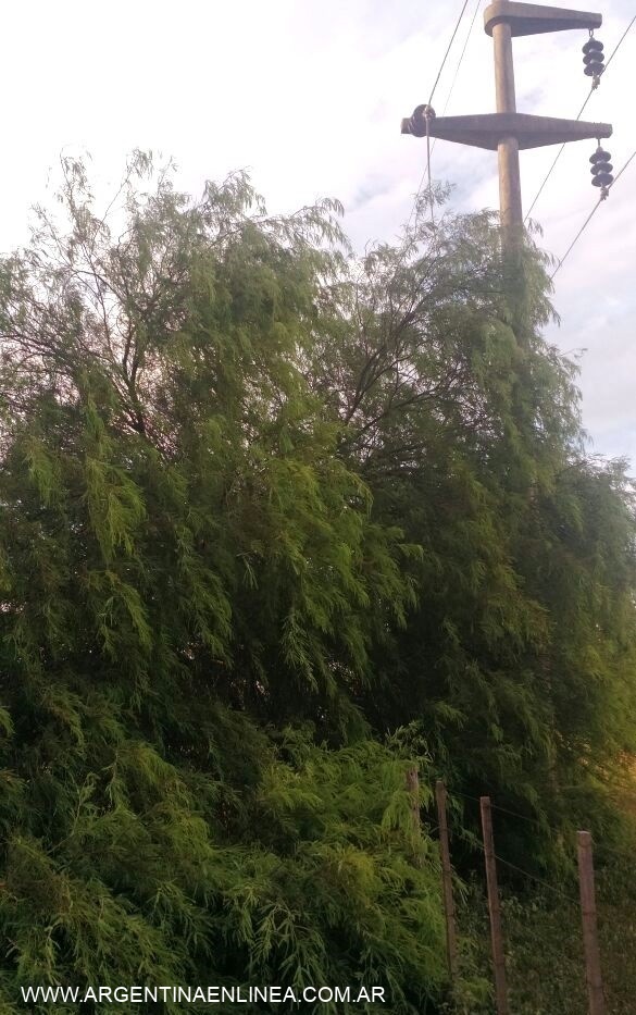 UN ALGARROBO TALADO CAYÓ SOBRE LA LÍNEA ENERGÉTICA QUE ABASTECE AL IMPENETRABLE